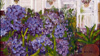 Hydrangea High
